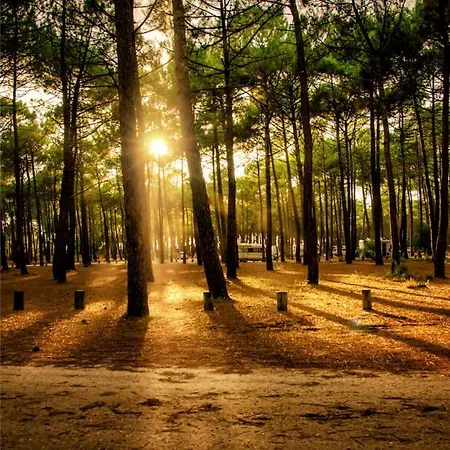 Des Pins-bassin D'arcachon לה טיש